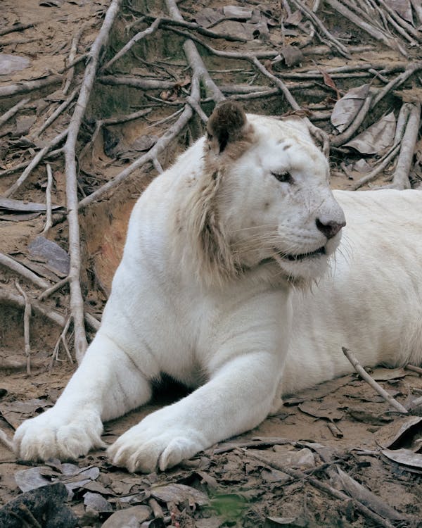 Ingyenes stockfotó állat, darált, fehér oroszlán témában