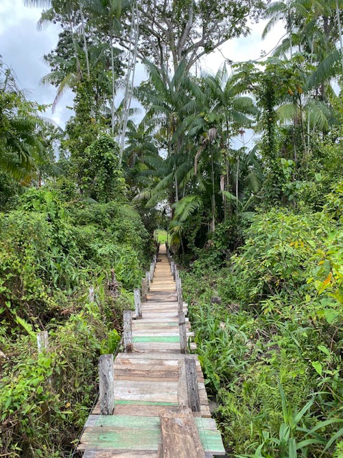 A Wooden Trail between Tropical Vegetation