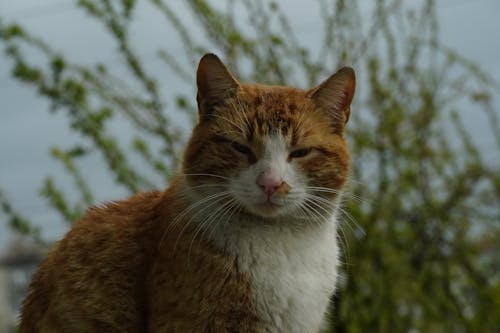 Kostenloses Stock Foto zu haustiere, ingwer, katze