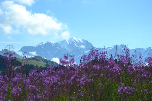 Purple-petaled Flowers Near Mountains