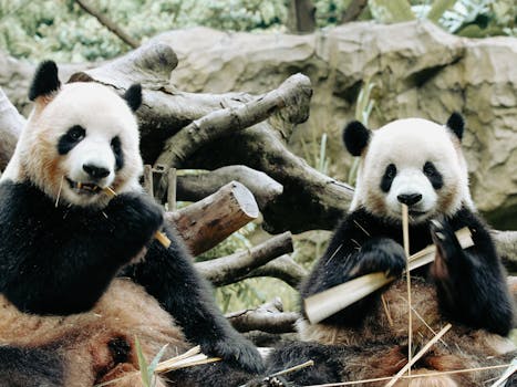 Two adorable giant pandas eating bamboo, showcasing their playful nature in a natural setting.