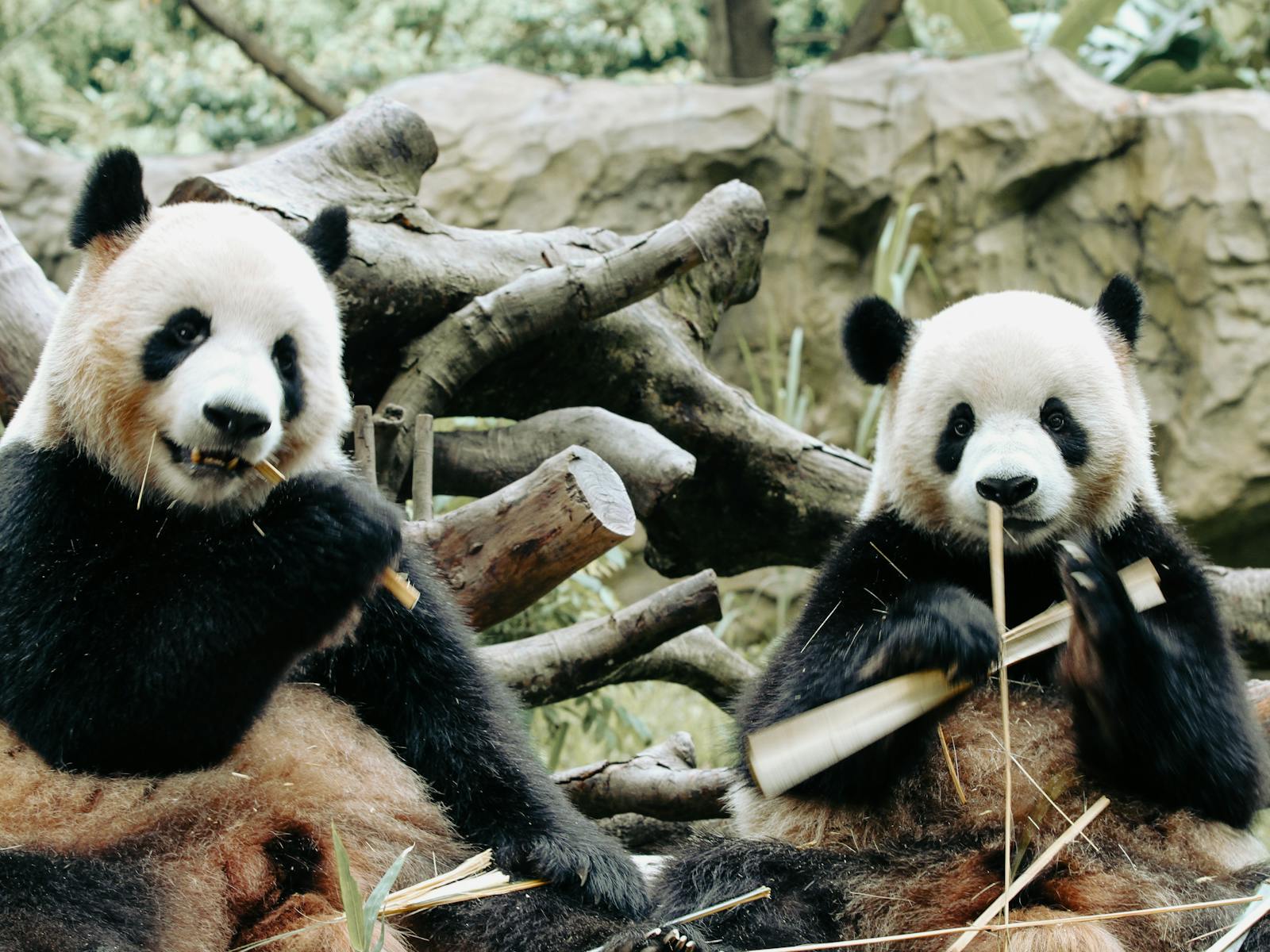 Pandas In Zoos Photos, Download The BEST Free Pandas In Zoos Stock Photos & HD Images
