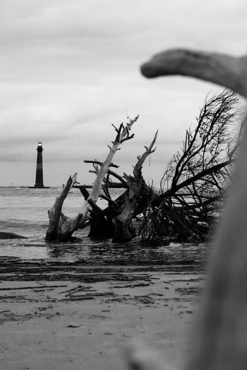 Broken Branches on Shore with Lighthouse behind