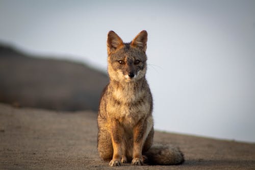 Foto d'estoc gratuïta de animal, assegut, fons de pantalla