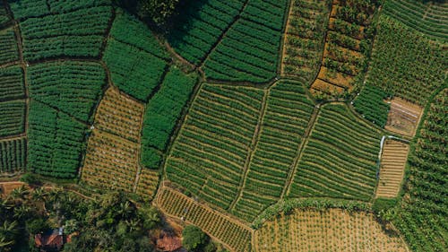 Areal view of green fields