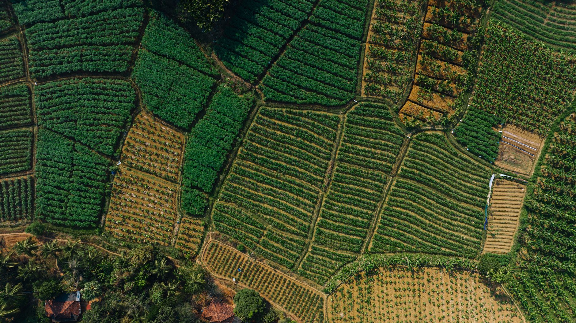 Agricultura prietenoasă cu natura pentru culturi sănătoase