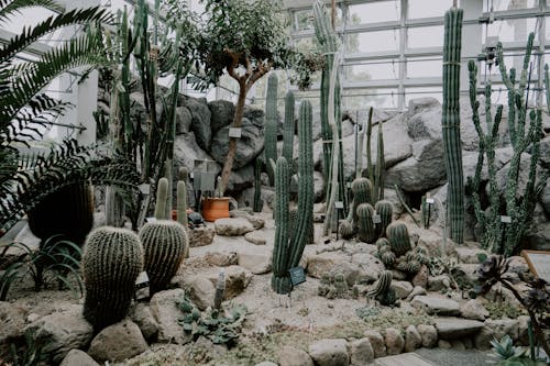 Cactus Area in Greenhouse