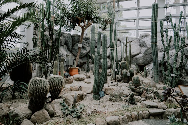 Cactus Area In Greenhouse