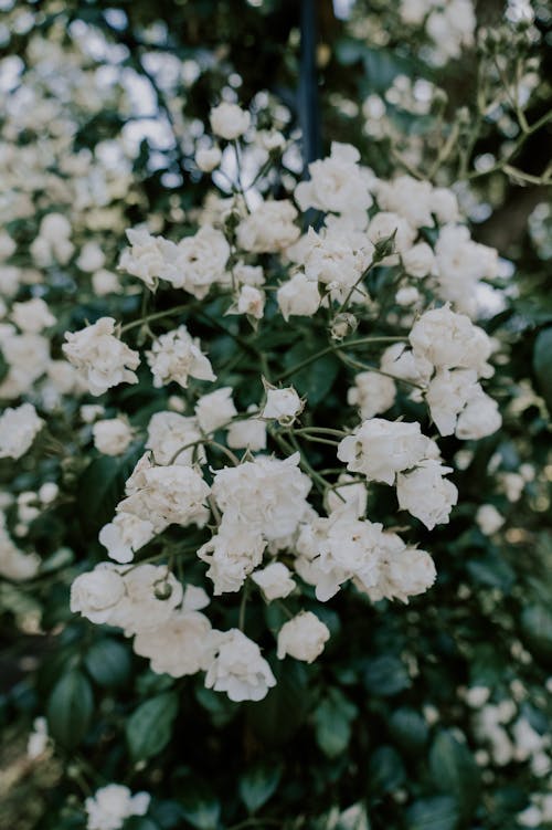 Foto profissional grátis de branco, fechar-se, flores