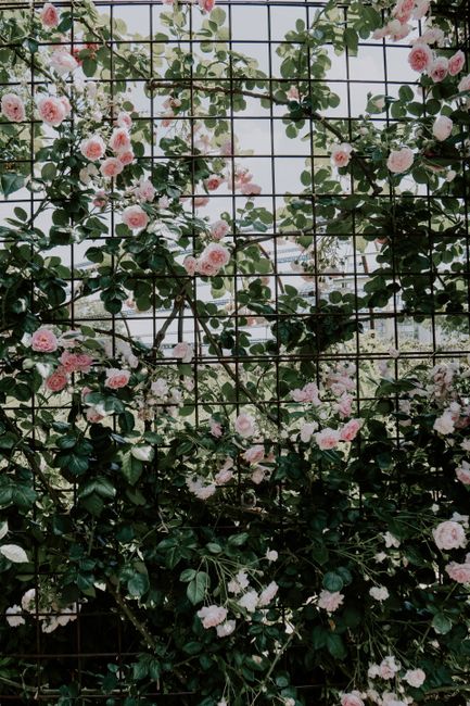 Beautiful pink roses climbing a metal trellis in Toyohashi, Japan, showcasing nature's elegance.