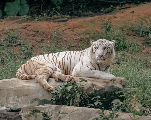 White Tiger in Nature