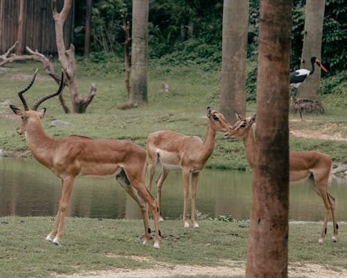 Foto profissional grátis de animais, árvores, ave