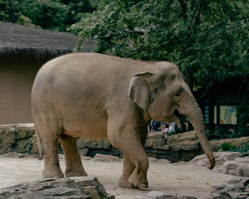 Bezpłatne Darmowe zdjęcie z galerii z drzewo, ogród zoologiczny, słoń Zdjęcie z galerii