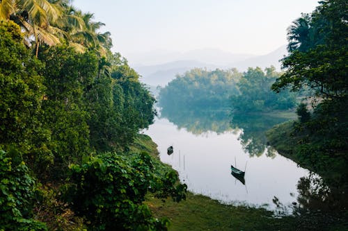 Small boats sitting at the edge of a still lake with coconuts all around