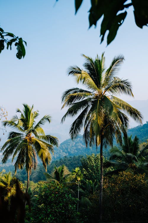 View of Palm Trees and Mountains under Blue Sky 