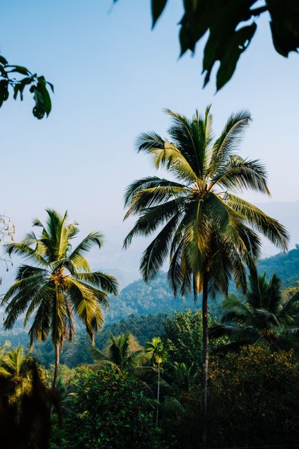 Lush tropical landscape with palm trees under a vibrant blue sky in summer.