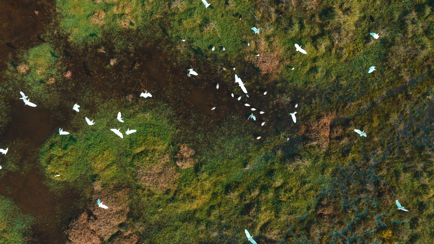 Birds View Photos, Download The BEST Free Birds View Stock Photos & HD ...
