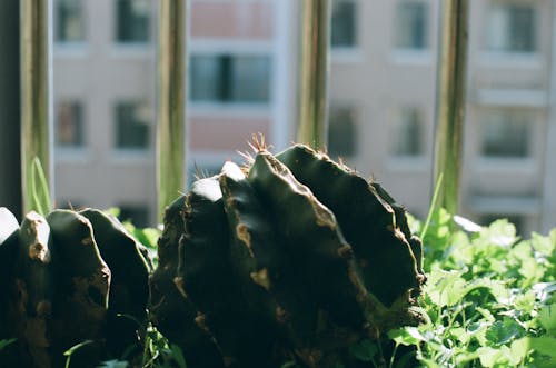 增長, 多肉植物, 天性 的 免費圖庫相片