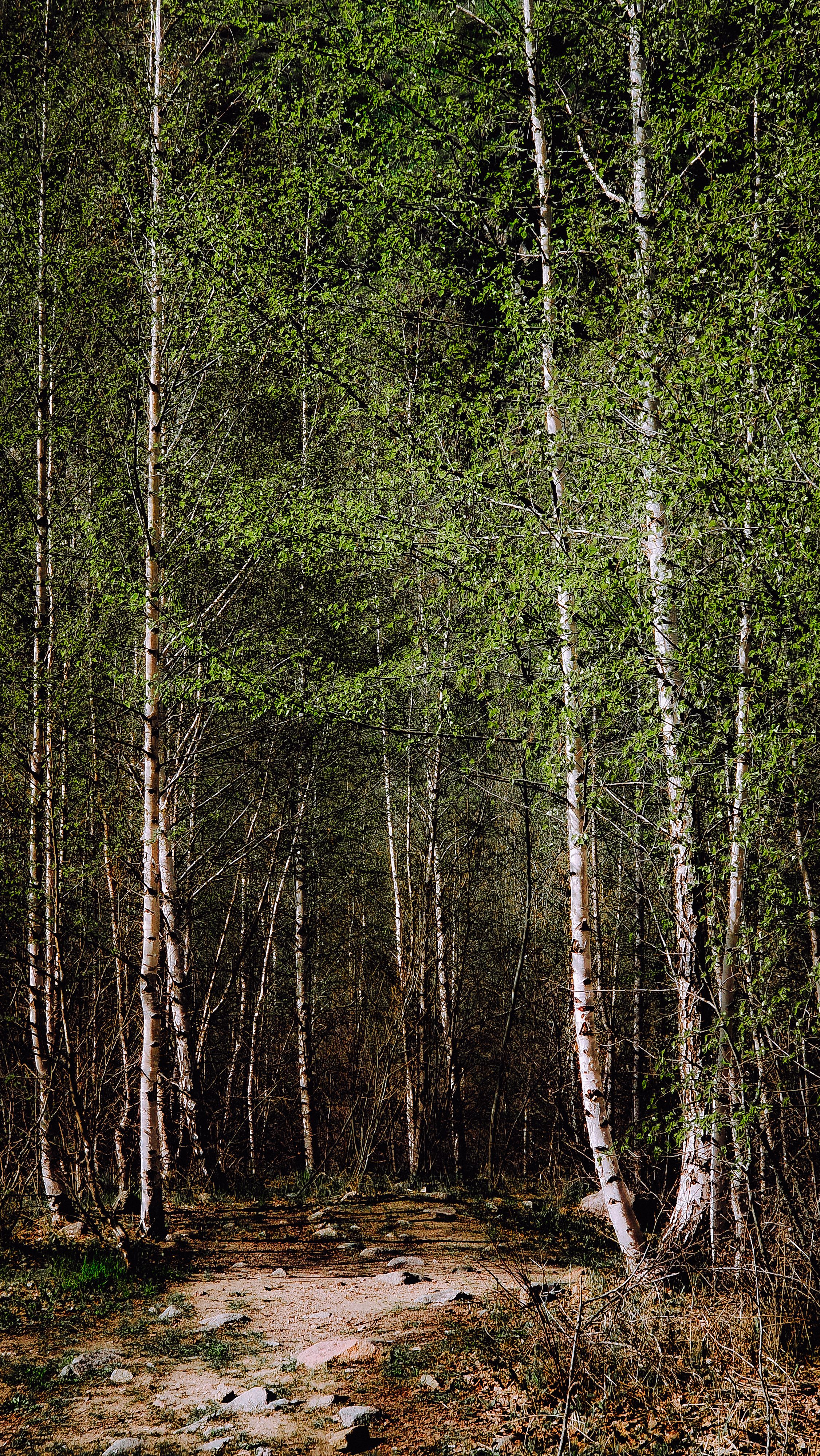 A Path in a Birch Forest · Free Stock Photo