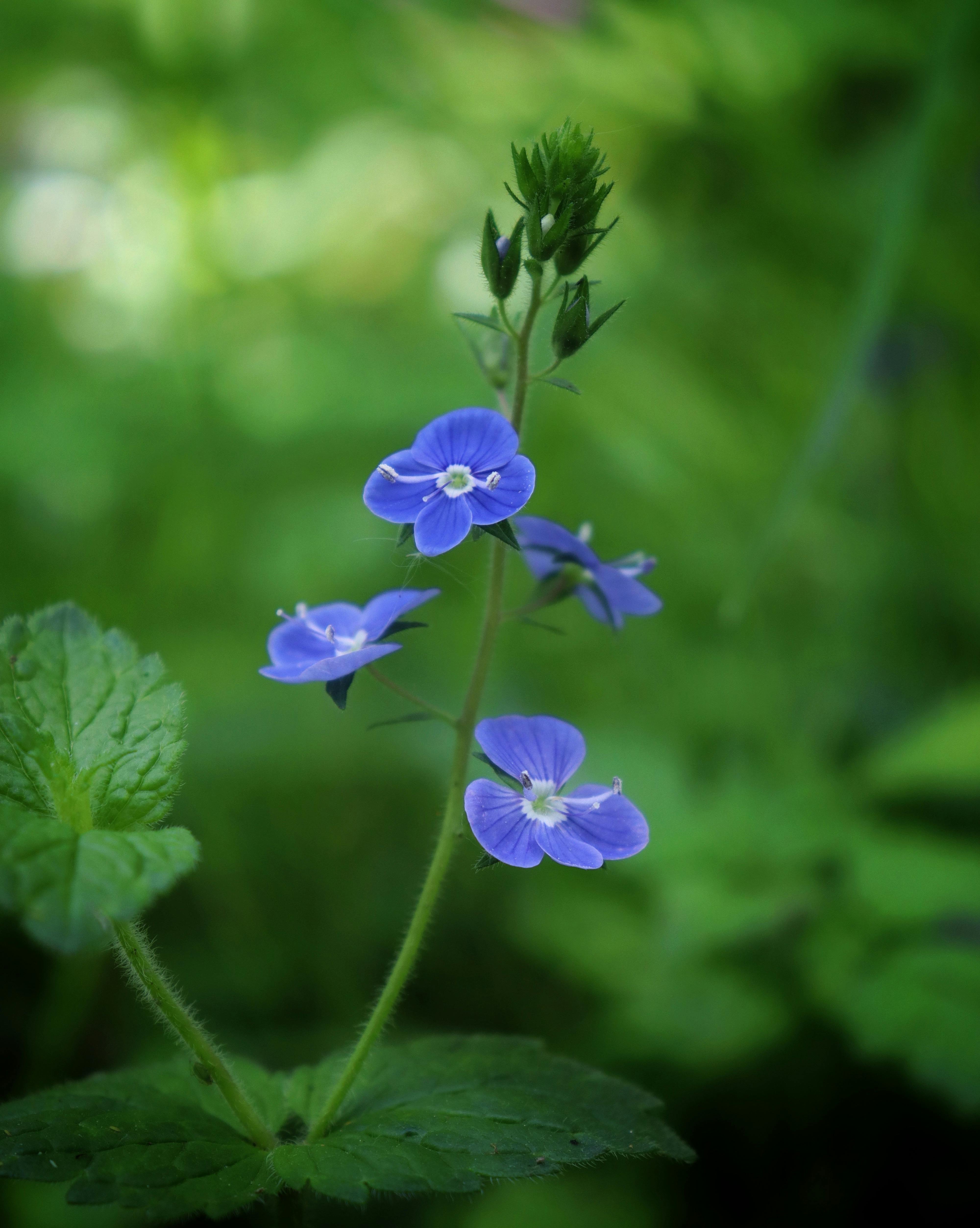 Flower Bookey Photos, Download The BEST Free Flower Bookey Stock Photos