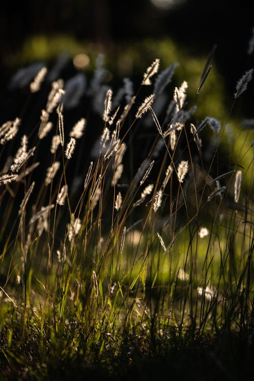 Foto d'estoc gratuïta de #cogongrass, branquillons, camp de cereals