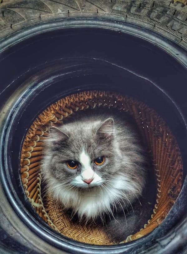Gray and White Cat on Tire