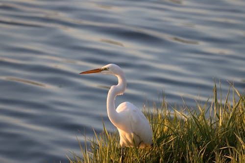 Close-up of an Egret Standing by a Body of Water