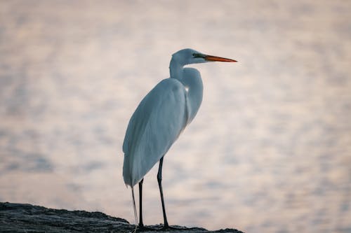 Close-up of an Egret Standing near a Body of Water 