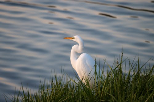 Close-up of an Egret Standing near a Body of Water