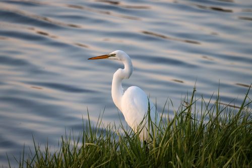Free A graceful great egret stands by tranquil waters with lush grass in the foreground. Stock Photo