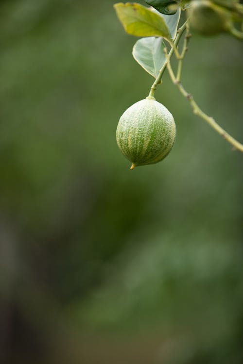 Close-up of a Gooseberry on a Branch 