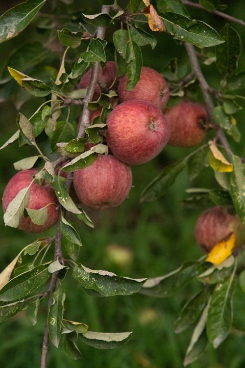 Free Close-up of ripe apples hanging on a branch in a lush summer orchard in Sierra de los Padres. Stock Photo
