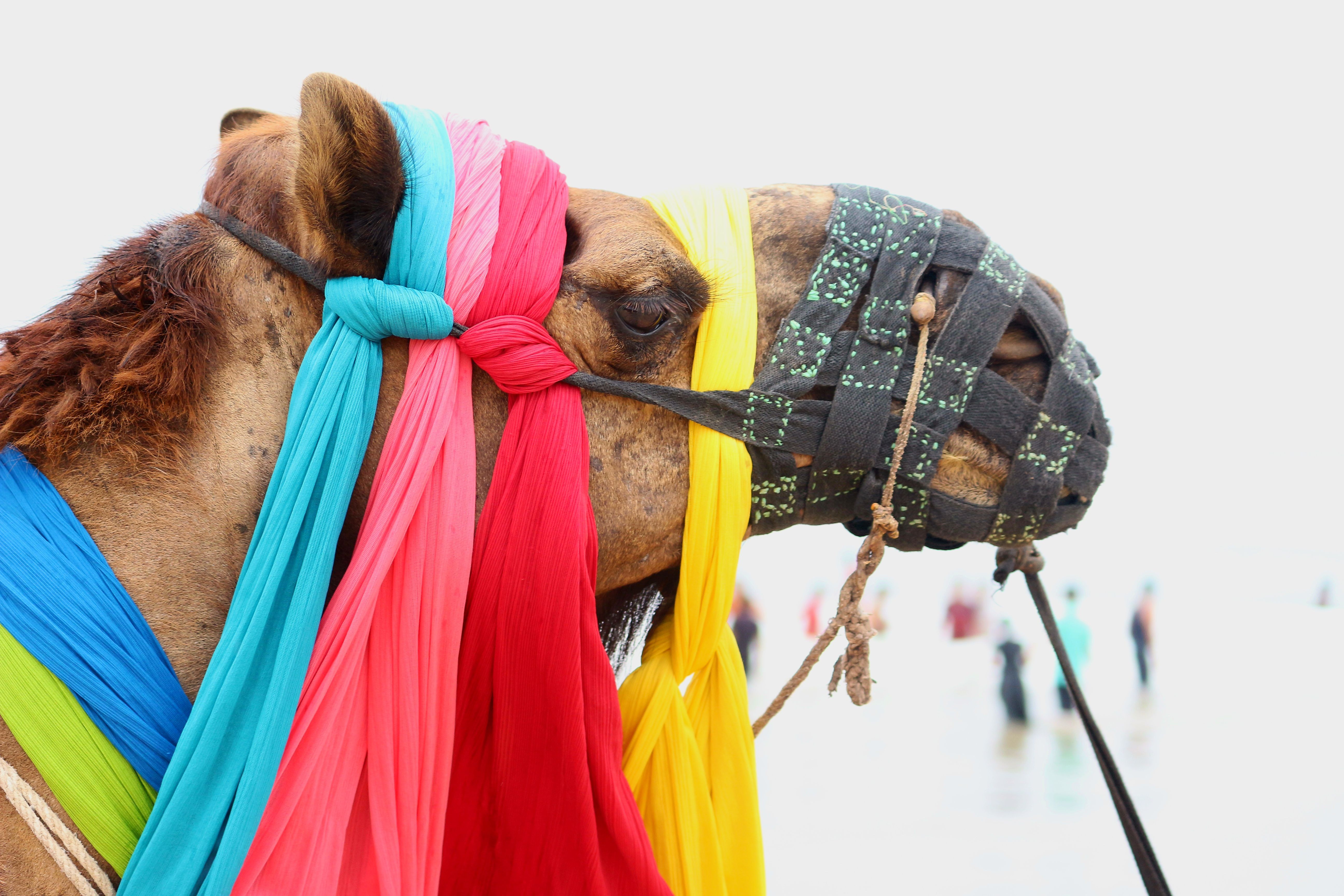 Camel Head with Colorful Scarfs · Free Stock Photo