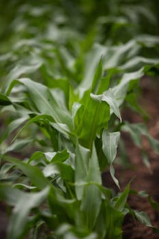 Sierra de los Padres