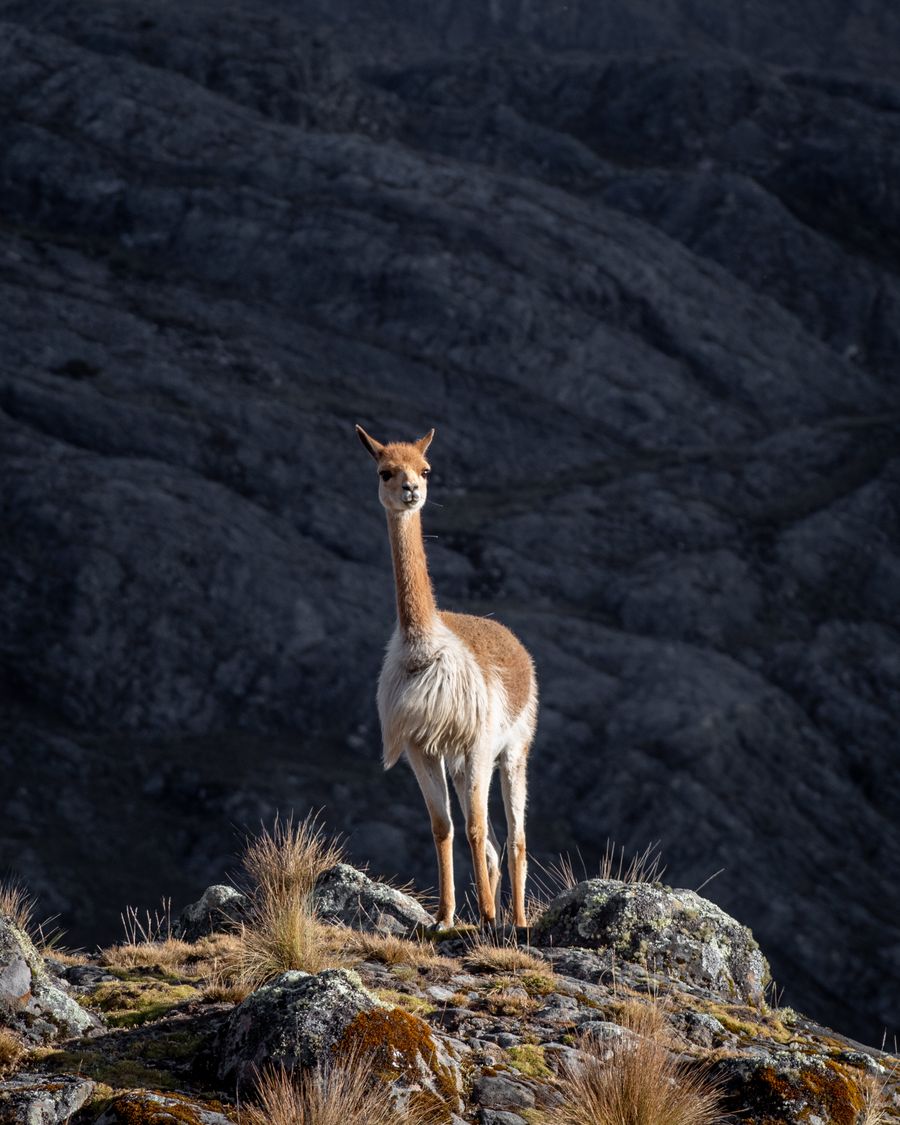 Altiplano · Bolivia