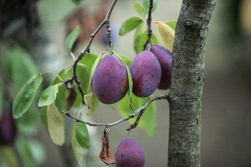 Free Madurando Stock Photo