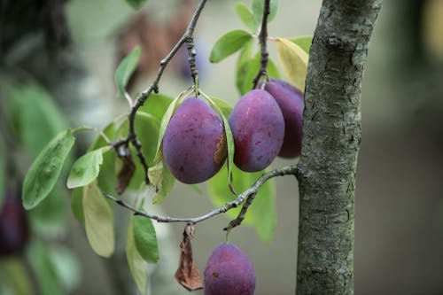 Free Madurando  Stock Photo