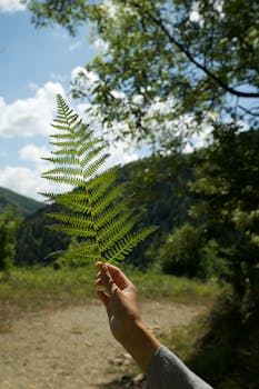 A hand holds a green fern leaf against a scenic Turkish forest backdrop.