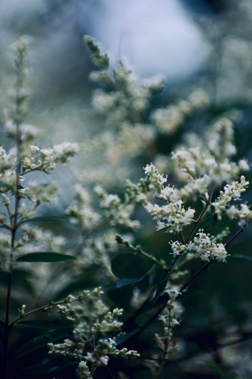 Free A close-up of delicate white blossoms on branches, showcasing nature's beauty in springtime Texas. Stock Photo