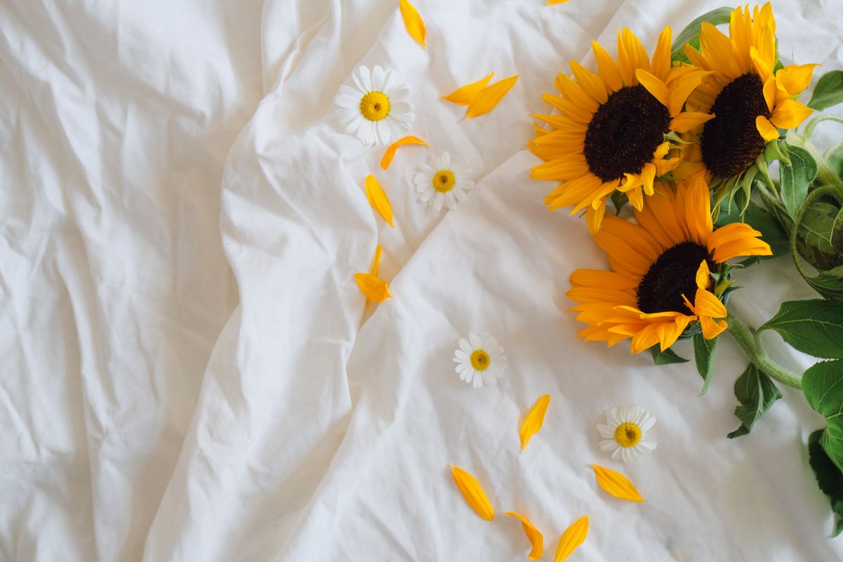 Vibrant sunflowers and daisies lie on smooth white bedding, capturing a sense of tranquility. Stock Photo.