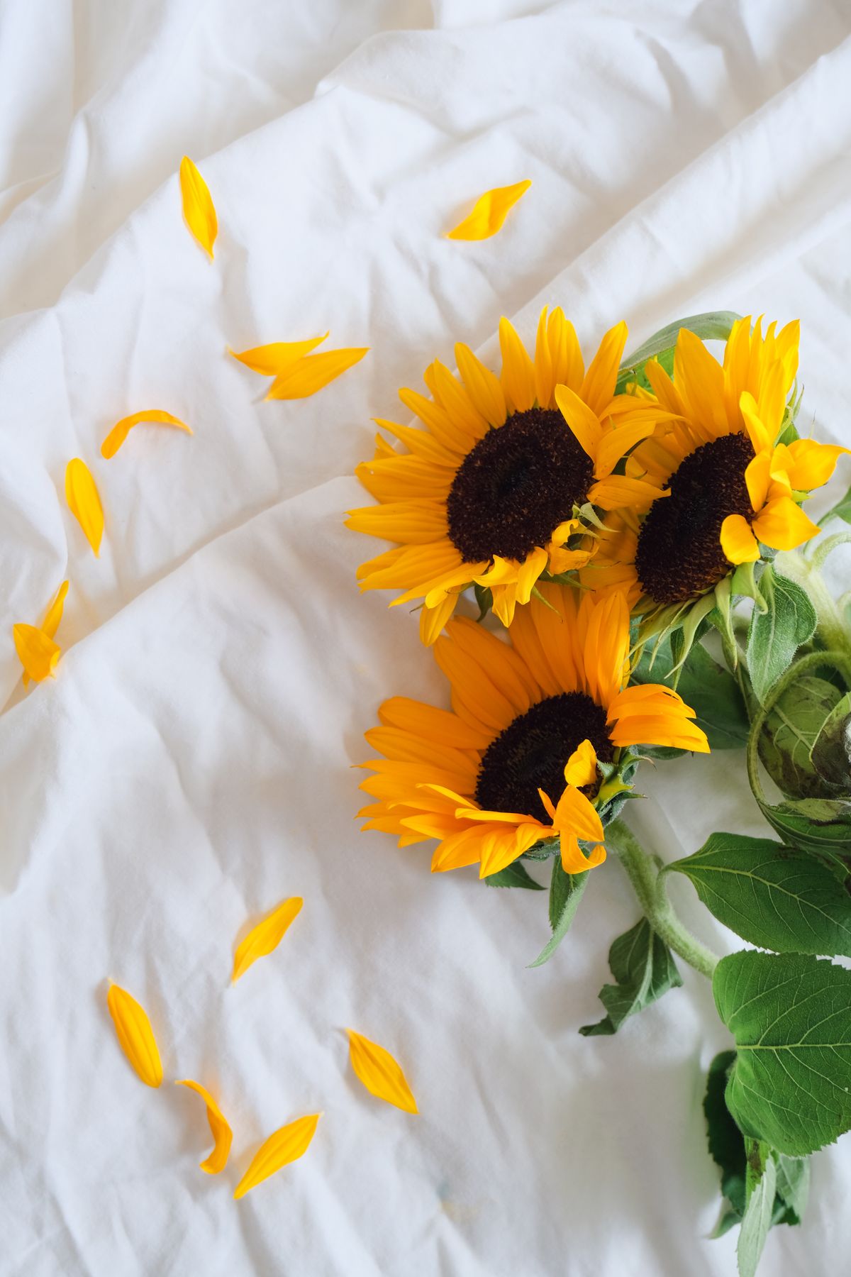 Bright sunflowers with scattered petals on white bedsheets convey a fresh and vibrant feel. Stock Photo.