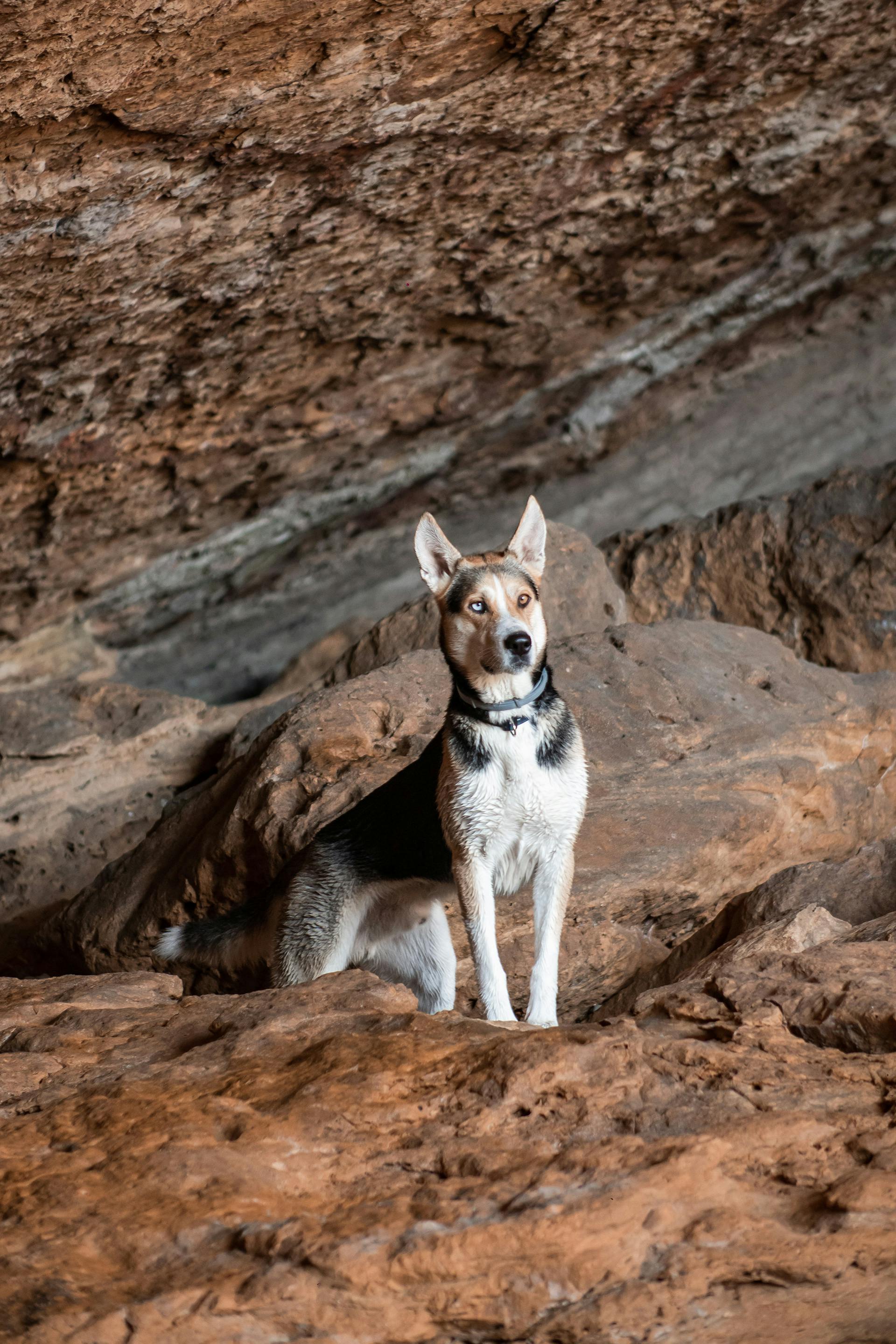A vigilant dog sits on rocky terrain, capturing loyalty and strength in a natural setting.