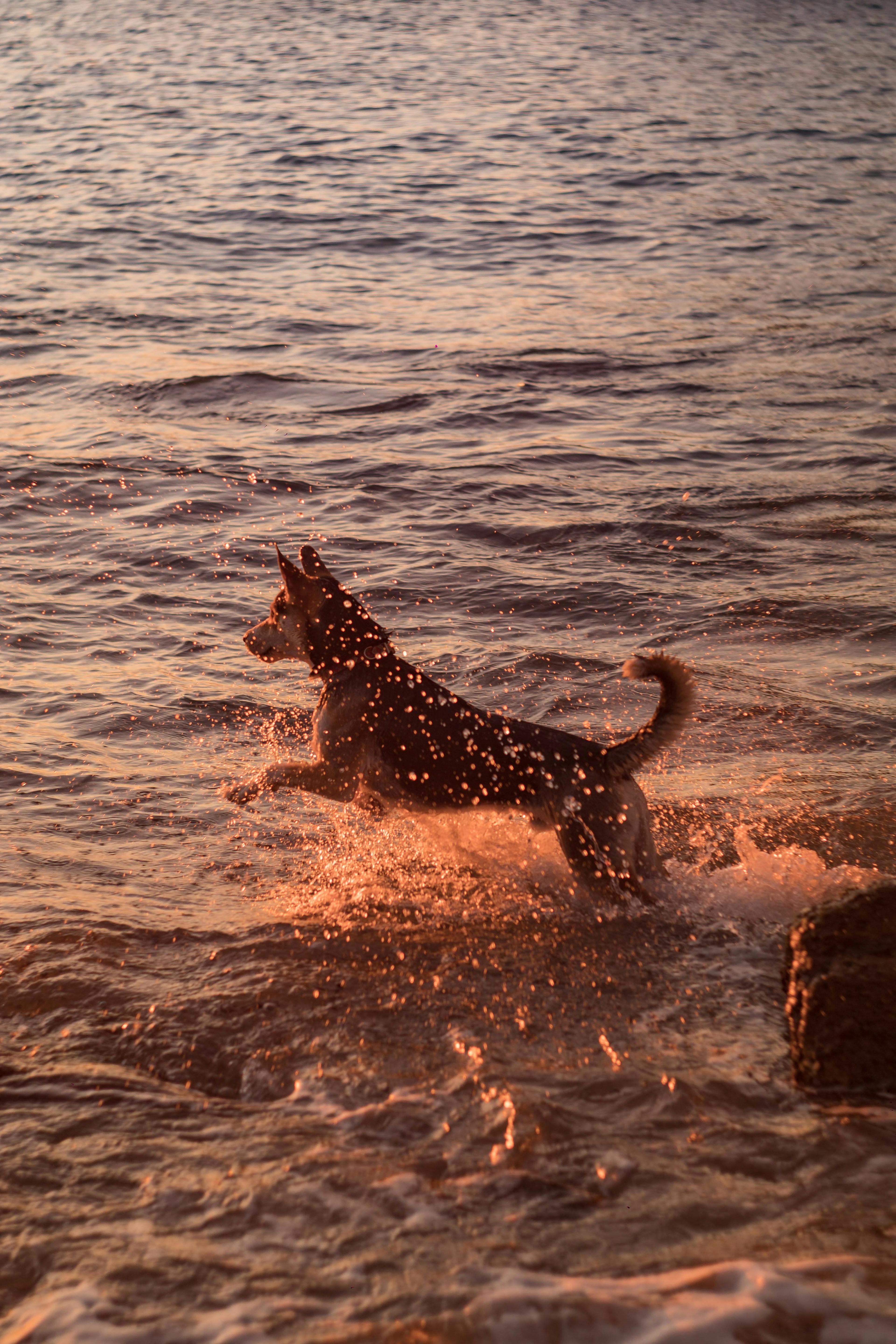 A dog enjoying the ocean waves during a beautiful sunset, capturing joy and nature's beauty.