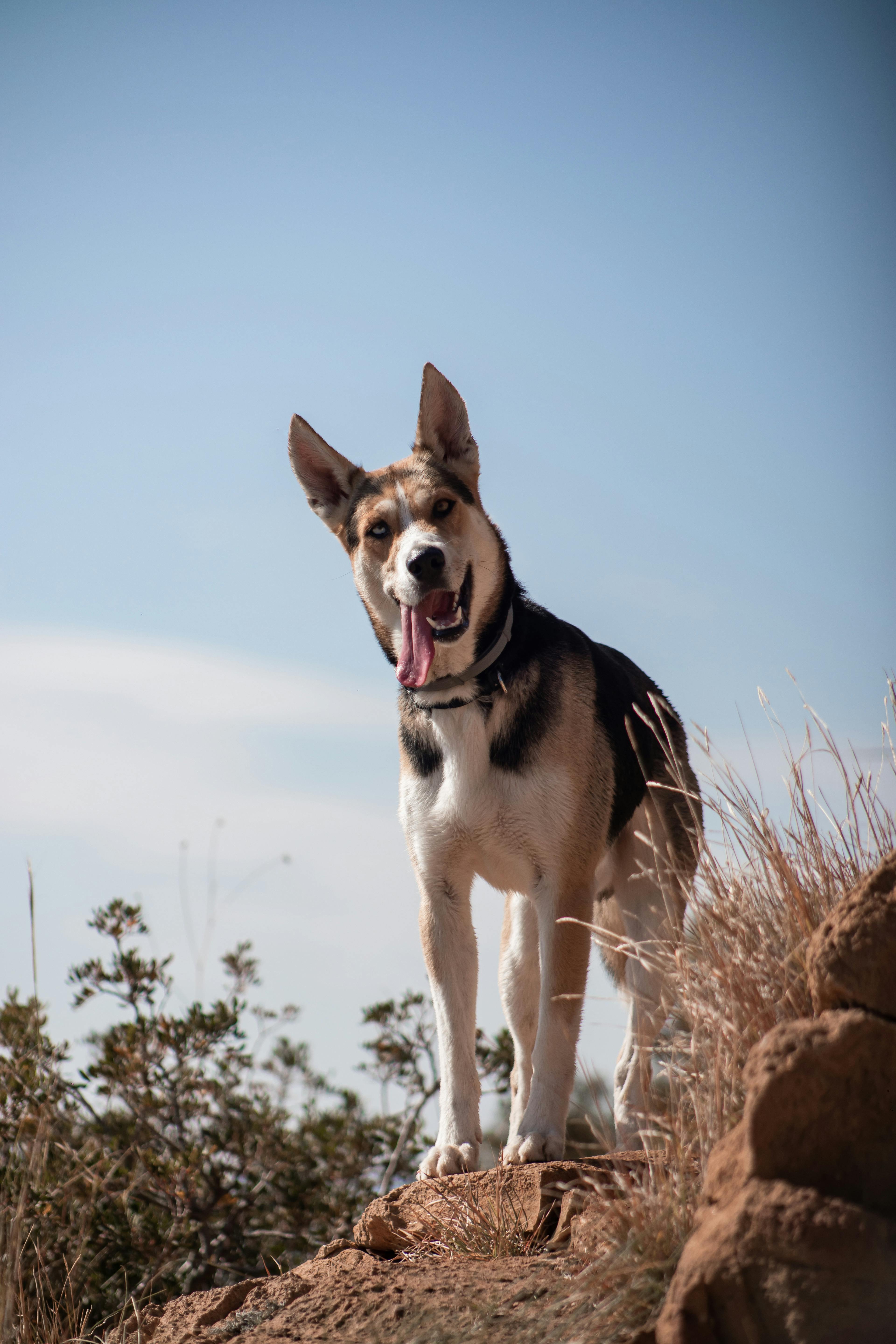 A playful Siberian Husky standing on a rocky hill under a clear blue sky in Altea, Spain.