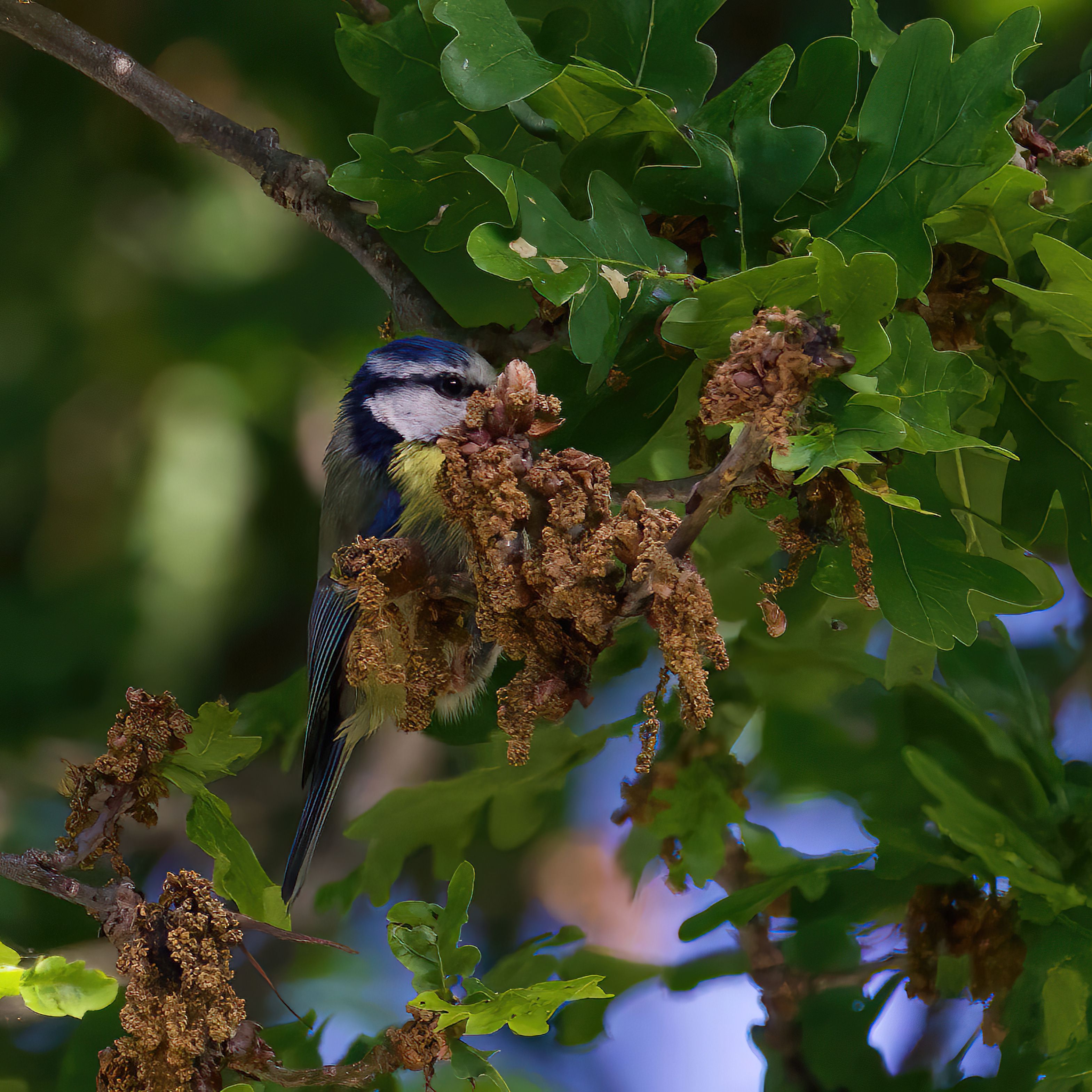 Blue Tit in the Oak Tree