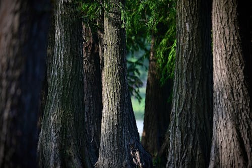 Darmowe zdjęcie z galerii z brązowy, drzewa, kora