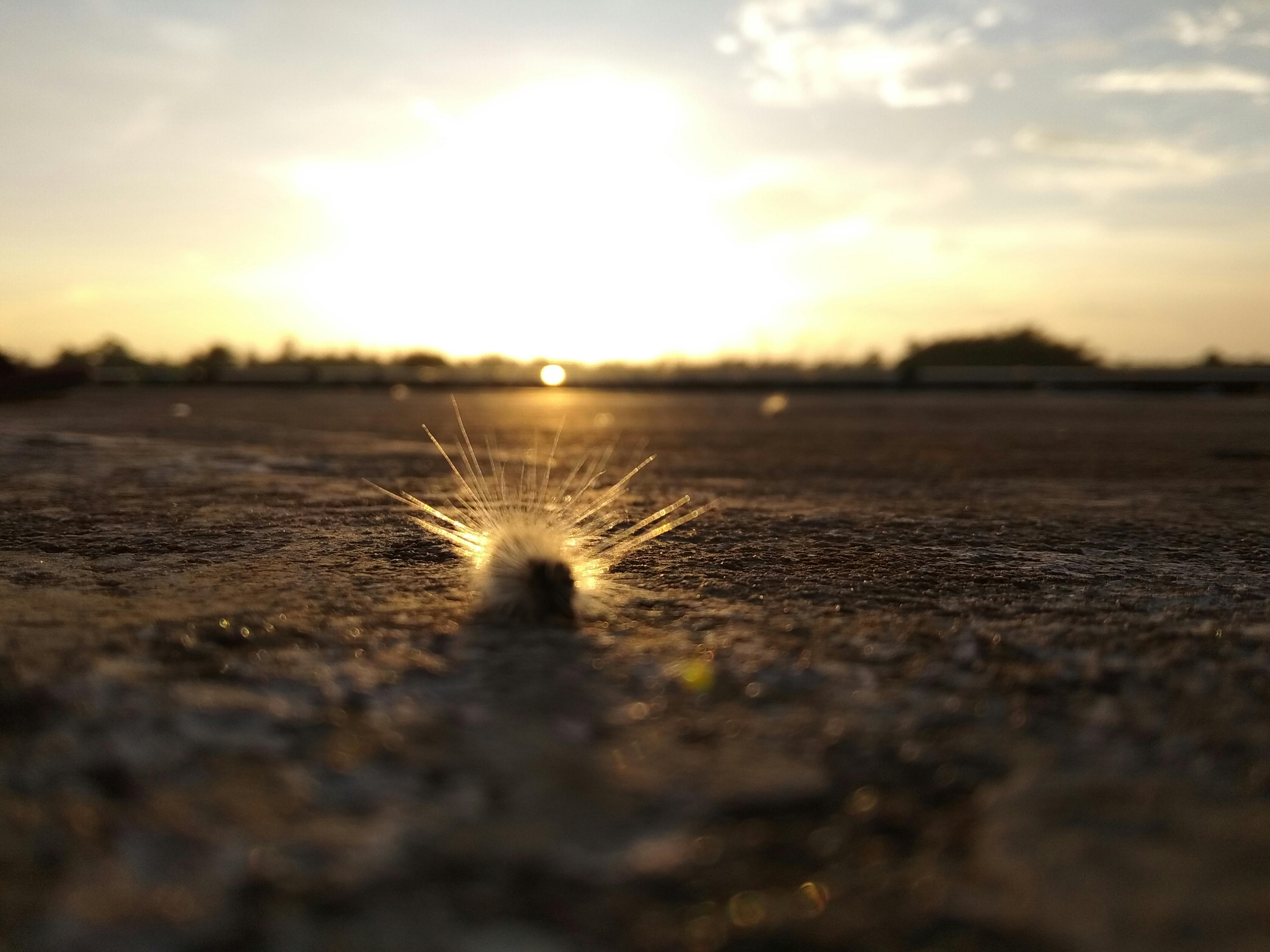日落时分，毛毛虫在纹理表面的轮廓，营造出戏剧性又富有艺术感的场景