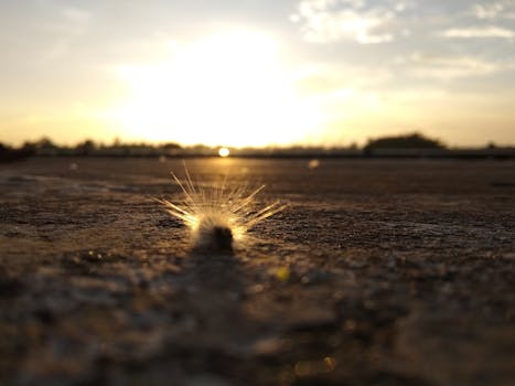 日落时分，毛毛虫在纹理表面的轮廓，营造出戏剧性又富有艺术感的场景