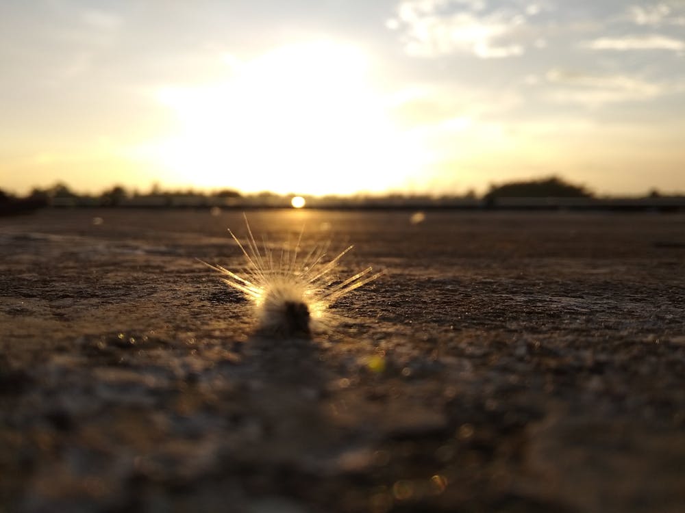 Hairy Caterpillar