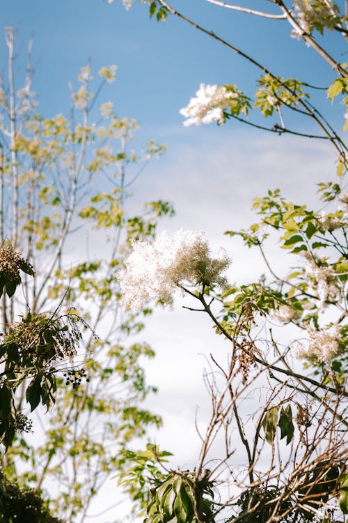 Gratis arkivbilde med blå himmel, blader, blomster